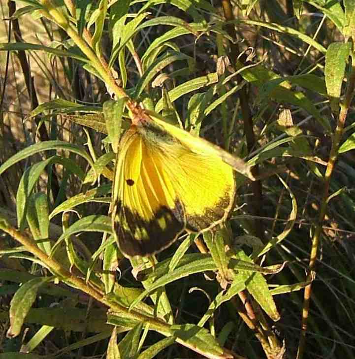 Colias eurytheme Colias eurytheme